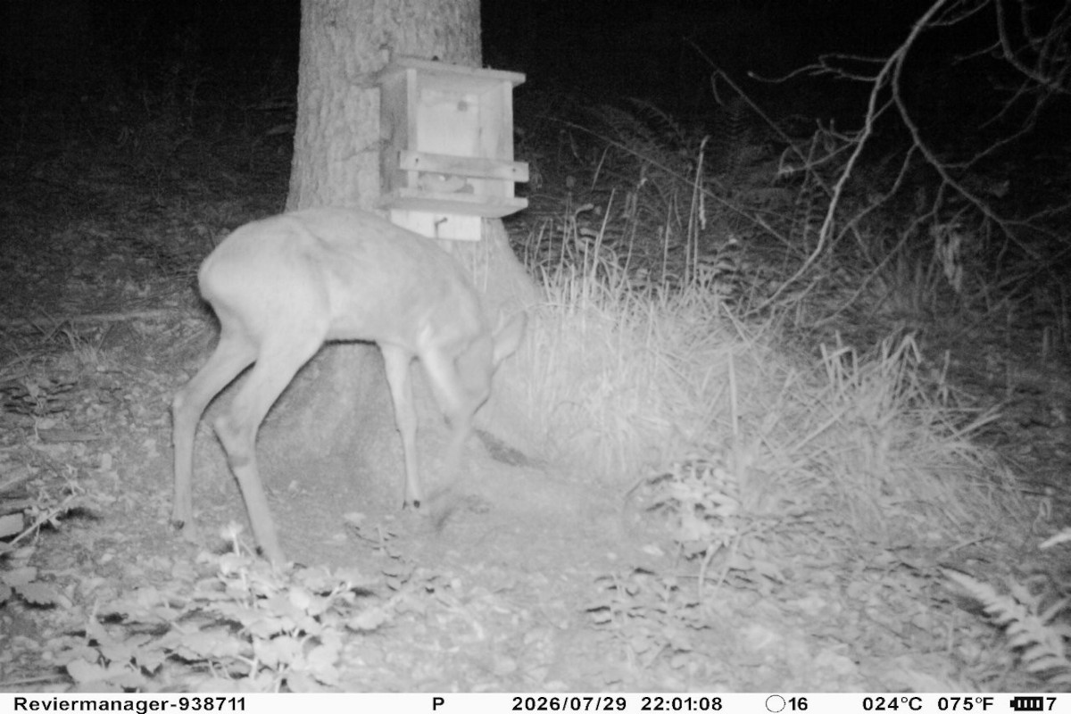 Bild_2 null