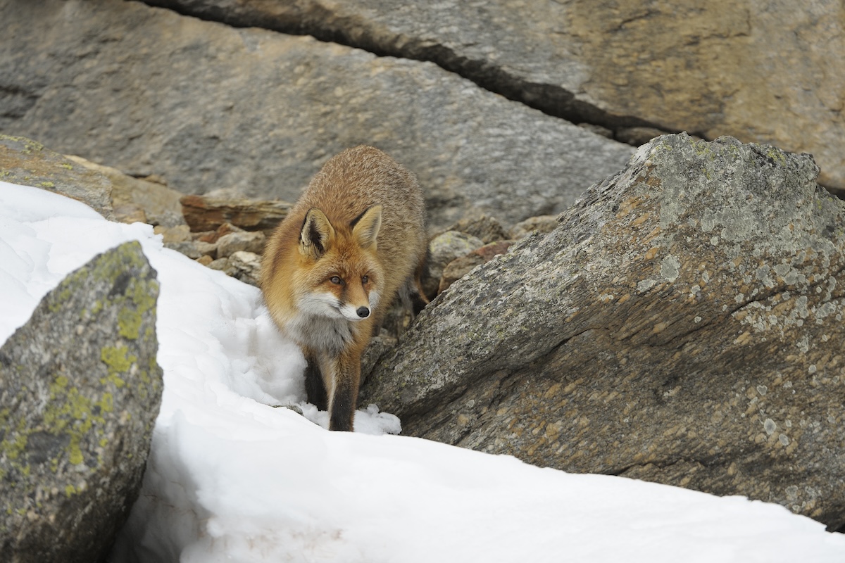 Fuchs_Michael_Breuer null